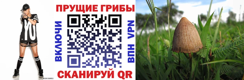 Псилоцибиновые грибы Psilocybe  Купить закладки  Боготол 